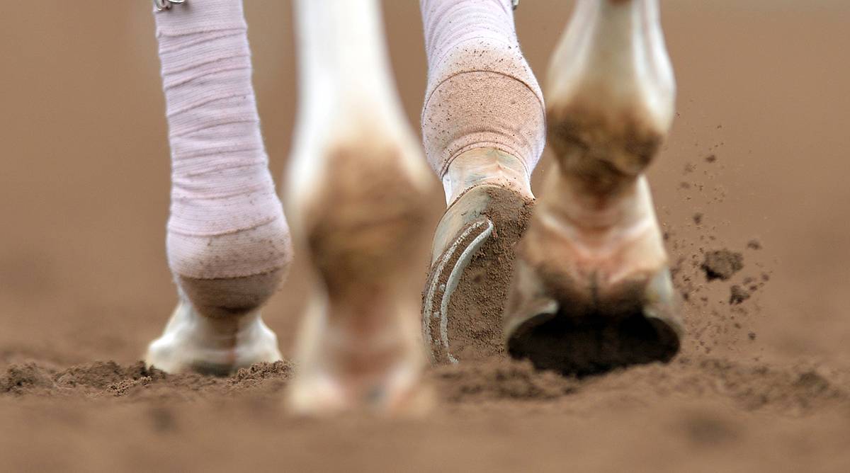 Prosecutors Charge 27 People in Horse Racing Doping Scandal