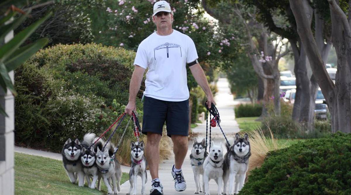 Demand is Surging for the Alaskan Klee Kai, After Bill Belichick's Dog Won the NFL Draft