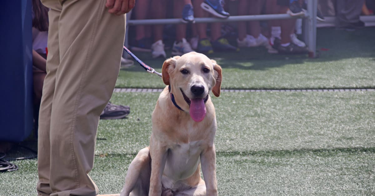 Ole Miss Rebels Coach Lane Kiffin's Dog 'Juice' Agrees to NIL Deal With