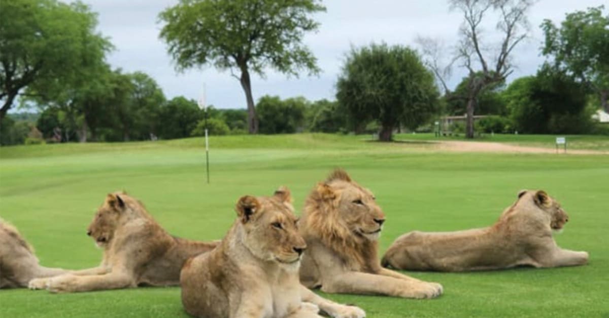 The Most Dangerous Golf Course in the World: Skukuza Golf Course in