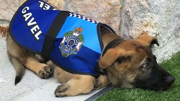police-dog.jpg