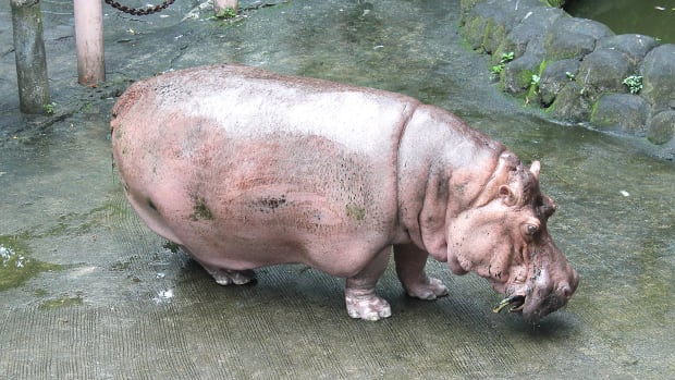 bertha-the-hippo.jpg