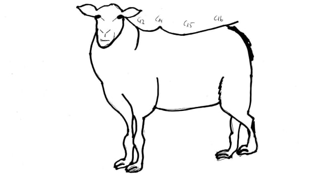 sheep-drawing-sliding-track