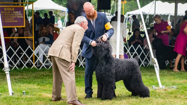 A Westminster judge examines a dog's teeth
