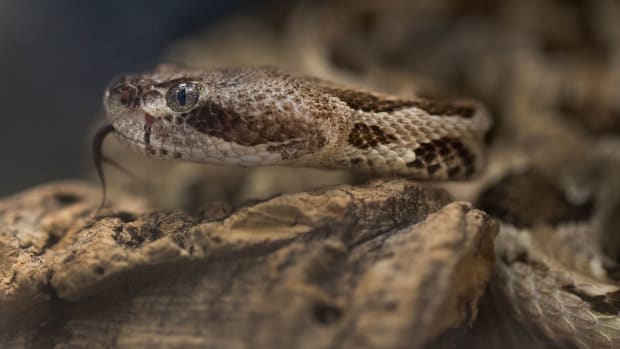 This young venomous Timber rattlesnake, that could grow to over 6 ft., can be found in the Reptile House at the Cincinnati Zoo and Botanical Garden. The rattlesnake is part of the Zoo Baby, presented by Coldwell Banker West Shell, celebration during the month of May. Look for the giant storks at the exhibits. Most of the time these snakes, which can be found in the southeastern part of the country, remain quiet and hidden, but will rattle their tail if they're disturbed. The Timber rattlesnake is endangered in Ohio. Photographed April 16, 2019. It S Zoo Baby Time At The Cincinnati Zoo And Botanical Garden