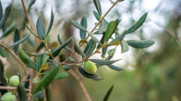 Best Olive Leaf Extract Supplements _hero
