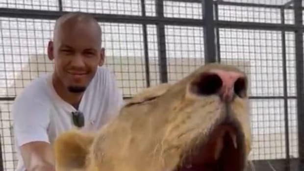 Fabinho pictured petting a live tiger during a video posted by Al-Ittihad in July 2023