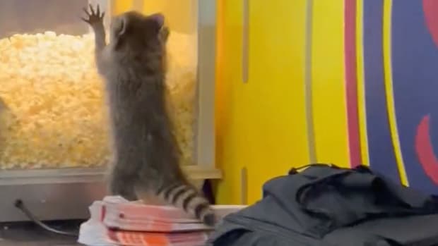 Raccoon pawing at popcorn machine