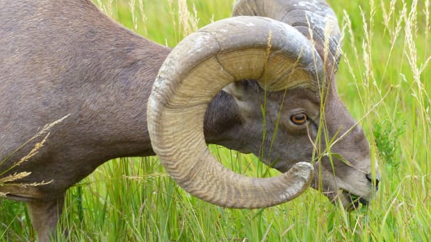 A bighorn sheep munches some tall grass. Big Horn Sheep