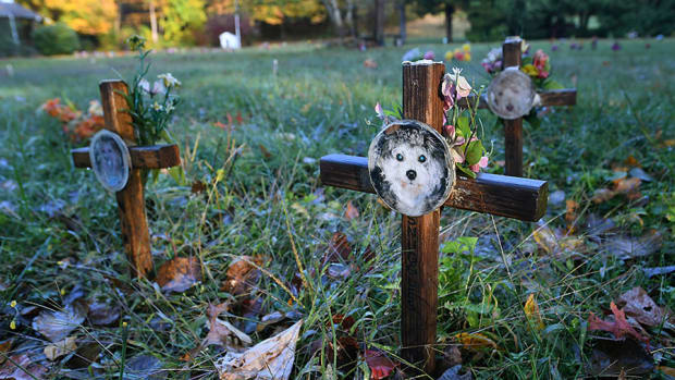 An image of graves in a pet cemetary.