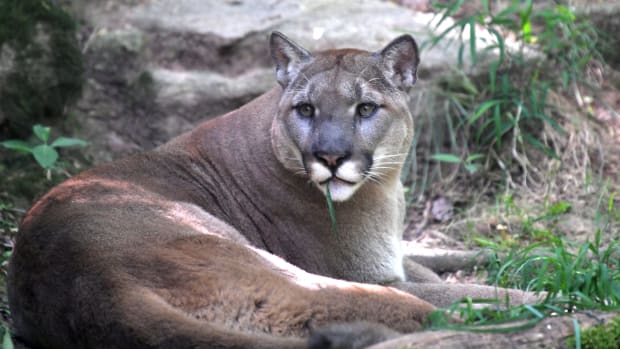 A mountain lion sits in the shade at the Nashville Zoo at Grassmere, which reopened for its members on June 15, 2020.  