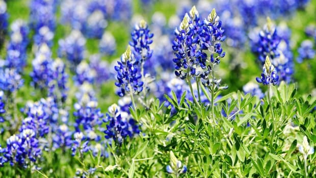 A stand of Texas Bluebonnets catches the eye outside a local business. Bluebonnets 1