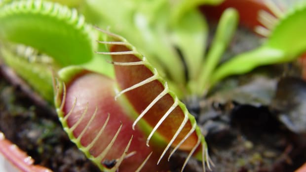 These tiny bog carnivores, Venus flytraps, are natives of the Southeast that have always delighted children as houseplants. Fly Traps 014  