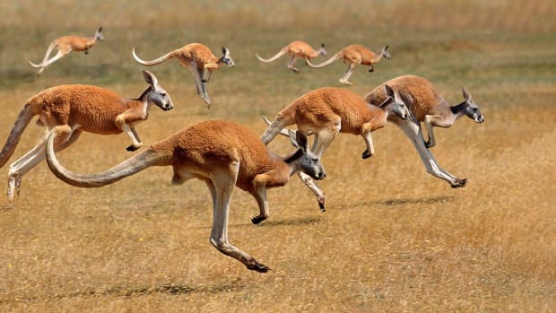 kangaroos_running_1253825174