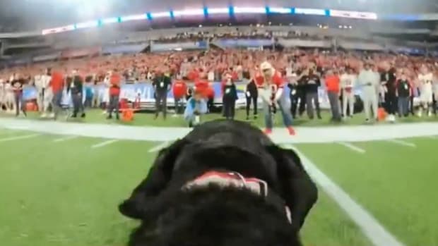 A dog takes the field at the Pop-Tarts Bowl.