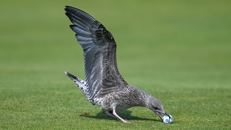 A Seagull Tried to Steal Madelene Sagström's Ball at the Women's British Open
