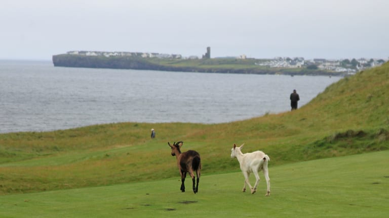 A Trio of Great (and Quirky) Courses Across the Pond