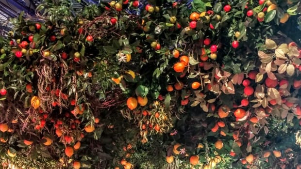 Grace Isaacson strolls under a surprising canopy of ripe lemons and kumquats. 20200303 081144