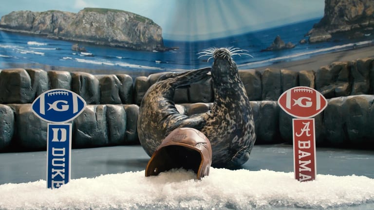 Video: Cerby the seal picks Saturday’s winner