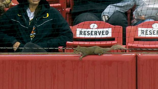 Rowdy Rodent Restores Razorback Resiliance - Vimarsana News