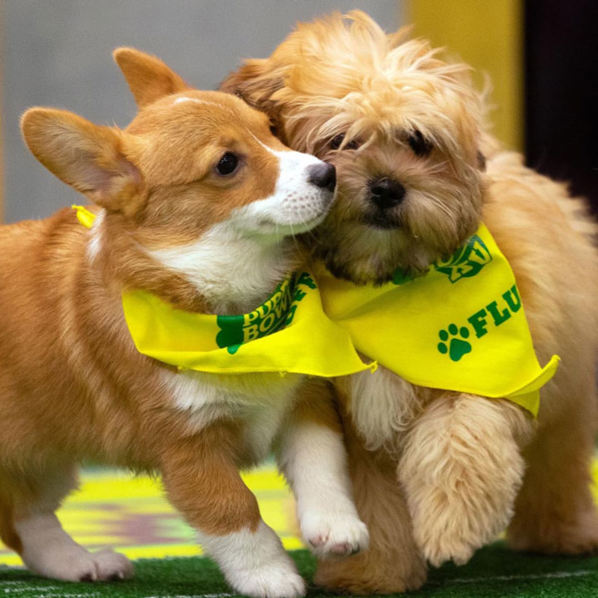 Puppy Bowl Xv Mvp Puppy Bowl Xv Mvp