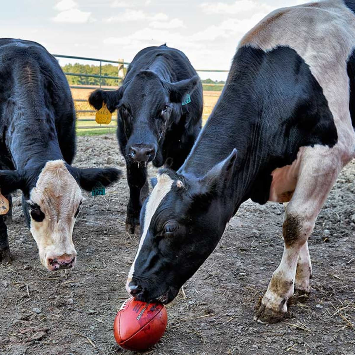 How pieces of cow hide are transformed into NBA game balls - Los Angeles  Times