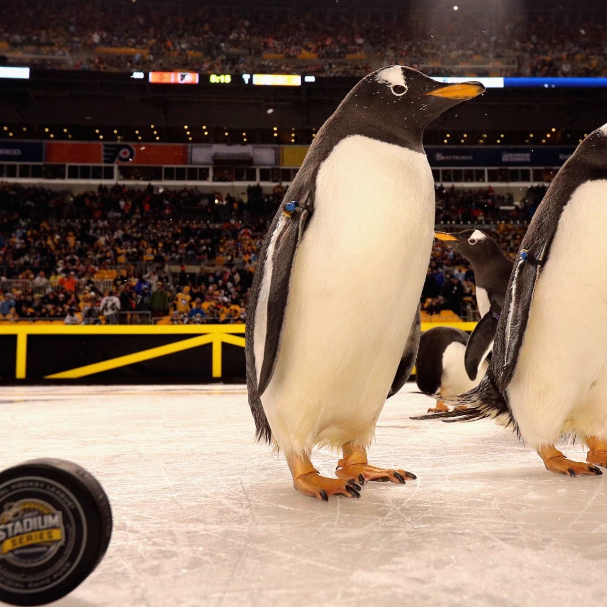 PETA Condemns N.H.L.'s Use of Real Penguins in Pittsburgh Pregame