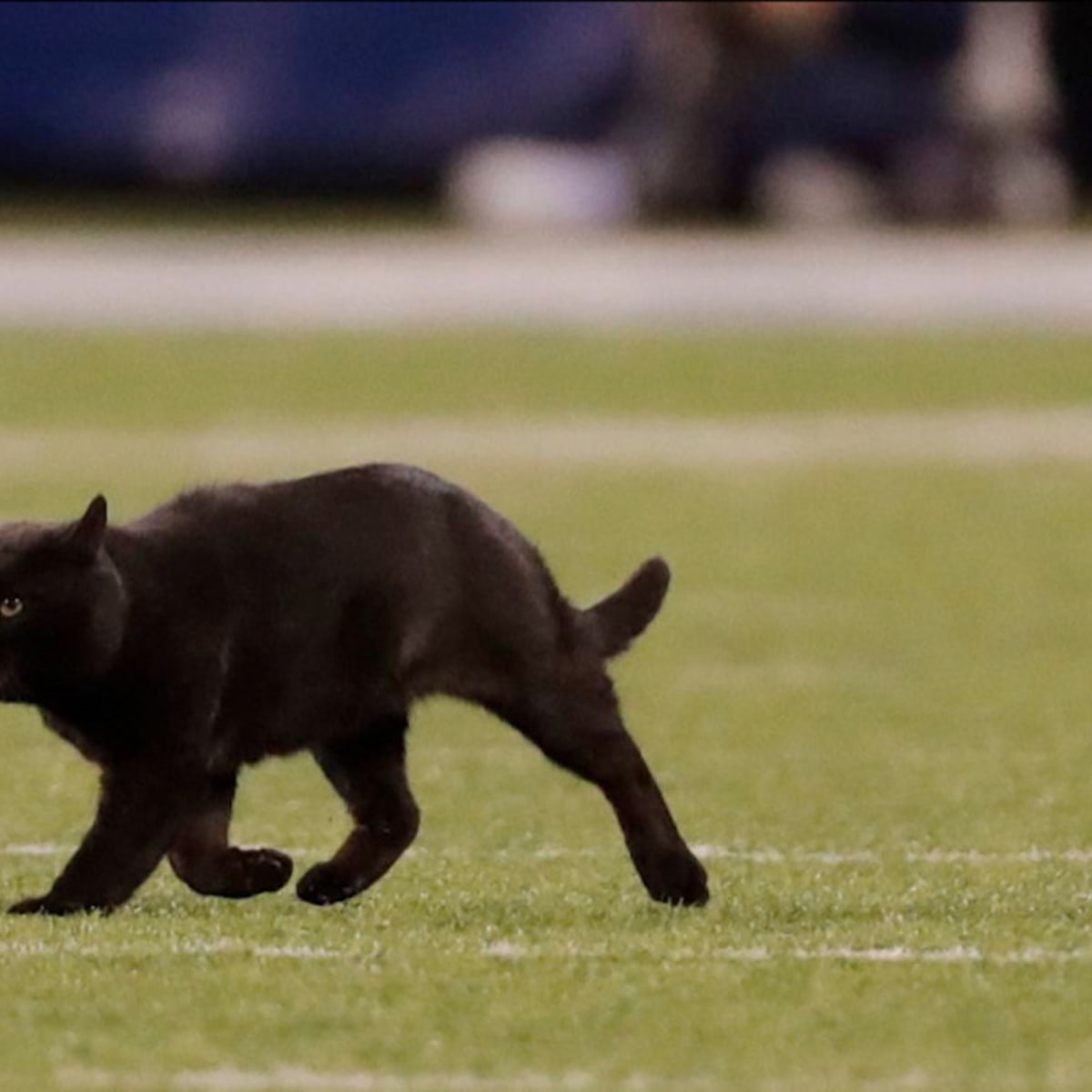 Black cat steals the show during Monday Night Football