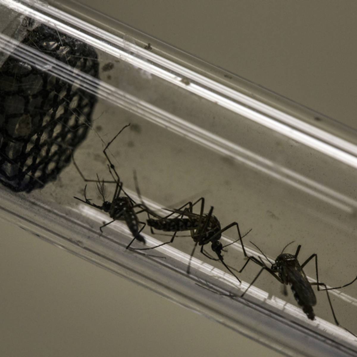 Zika Virus Olympics Mlb Other Sports Affected Sports Illustrated