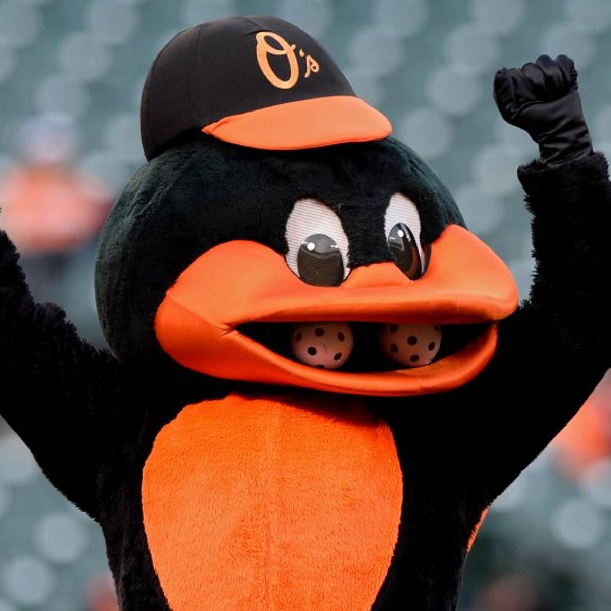 Baltimore Orioles mascot fights back 