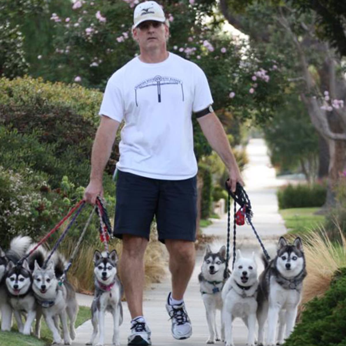 Bill Belichick's dog created a surge in demand - Sports Illustrated
