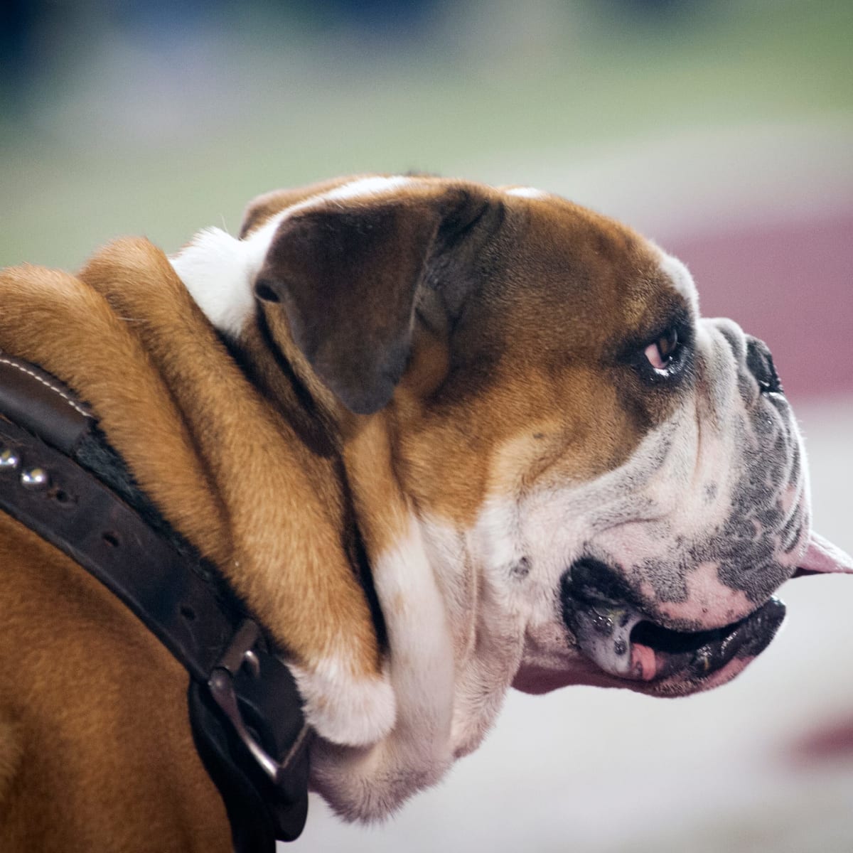 house divided dog collar