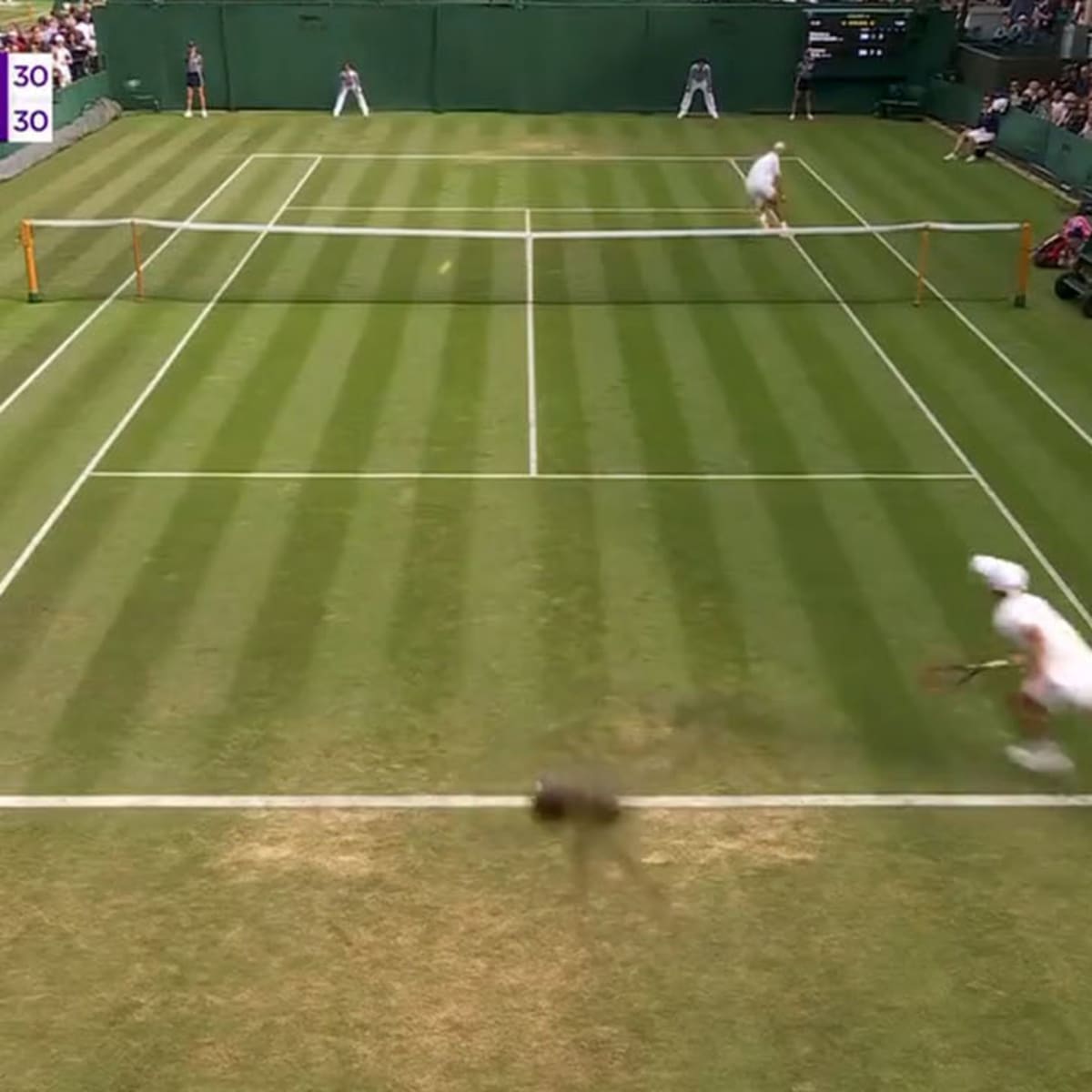 ESPNs Wimbledon Coverage Interrupted by Spider Crawling on TV Camera