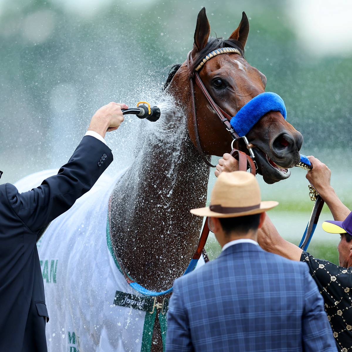 Flightline's legend takes national stage at 2022 Breeders' Cup - Sports  Illustrated