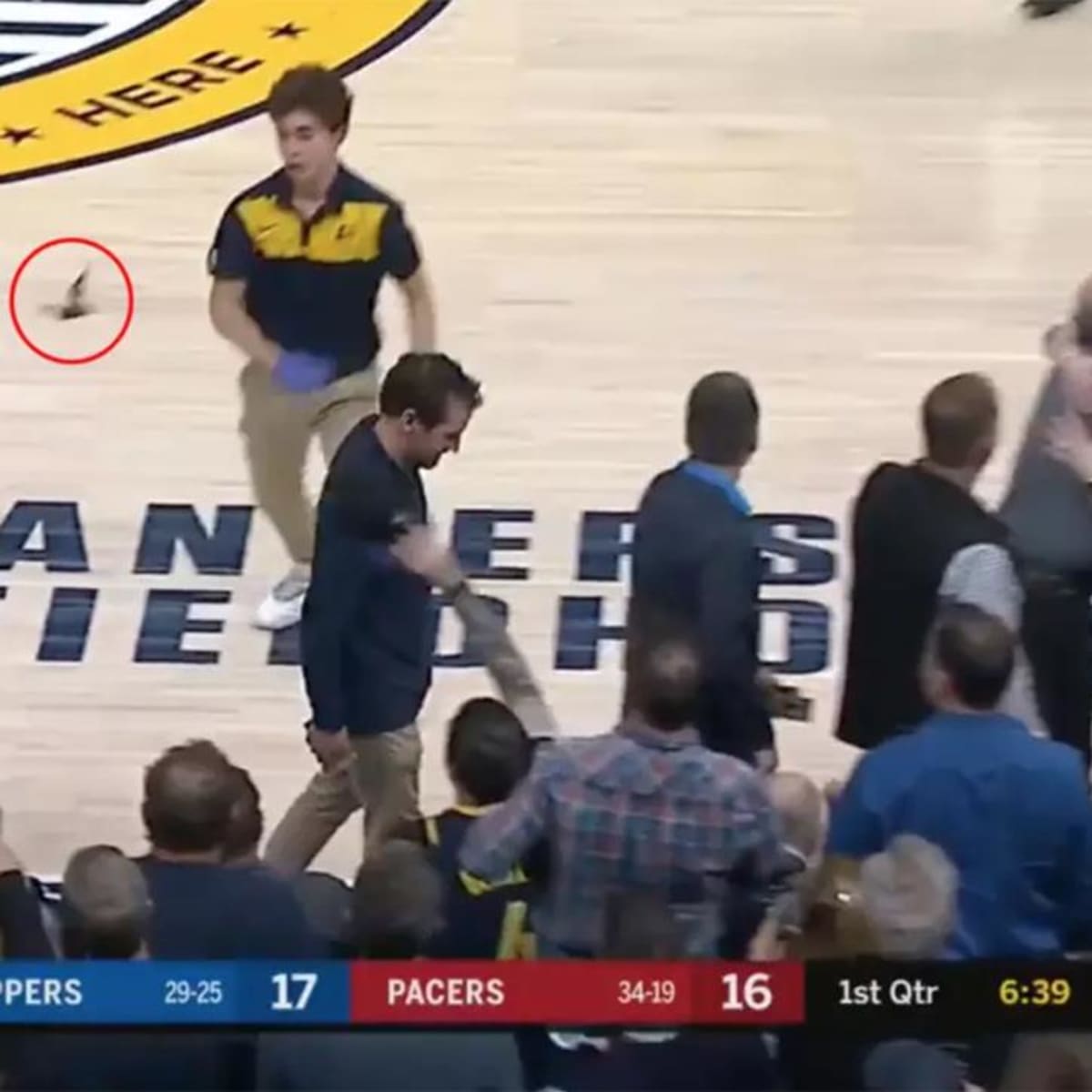 Bat At Indiana Pacers Game: Who Should Worry About Rabies