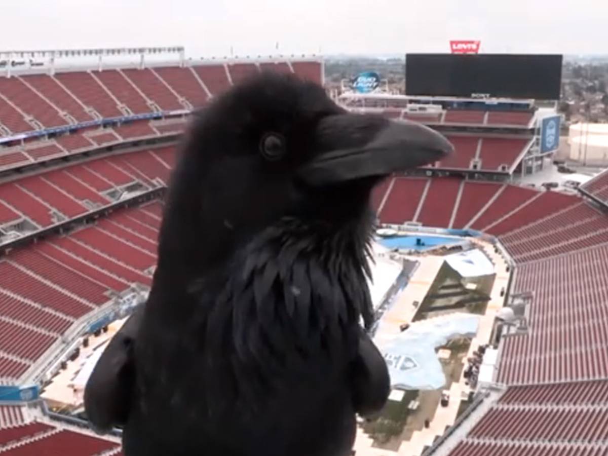 crow camera