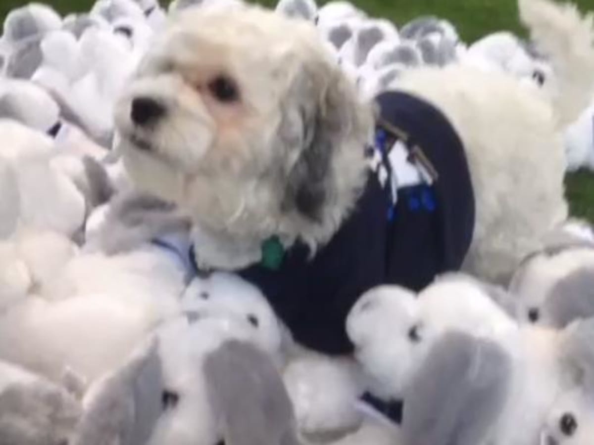 Milwaukee Brewers mascot: Celebrate National Puppy Day with Hank