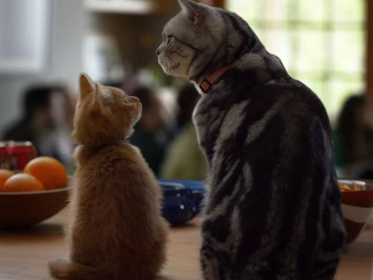 buzzfeed dear kitten