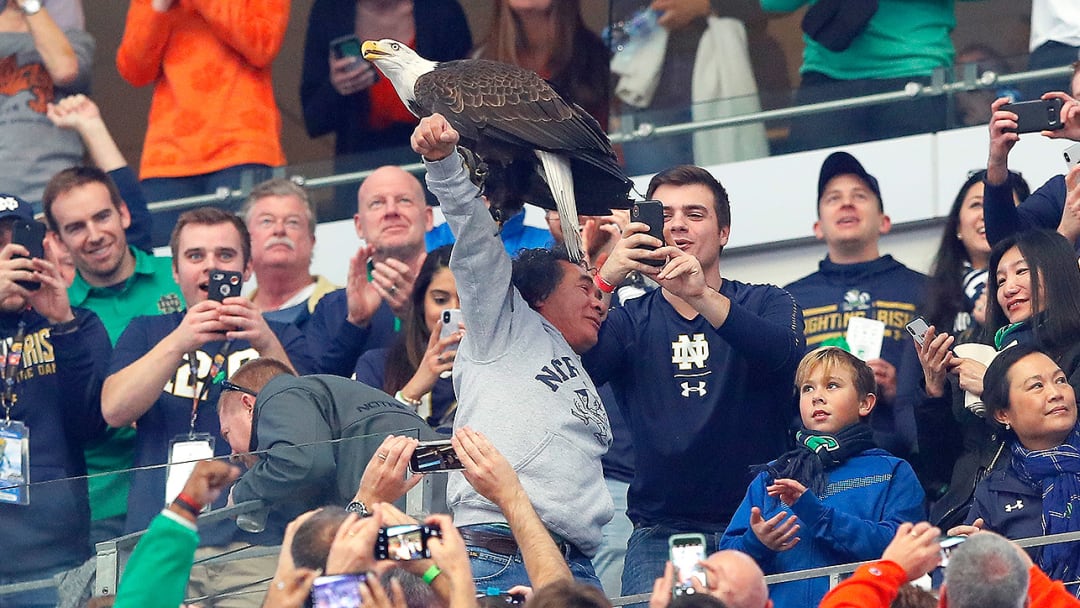 What It's Like to Have a Bald Eagle Land on You at the Cotton Bowl