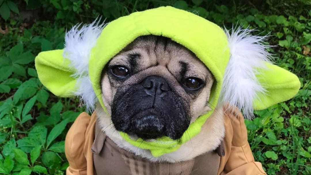 Wookie Dogs and Yoda Cats: 15 pets who look like Star Wars characters