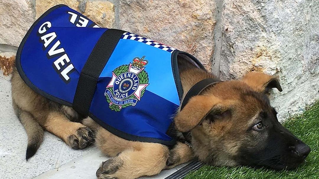 Police dog gets fired for being too nice, finds even better job instead