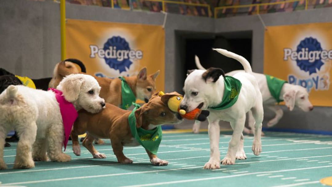 Breaking Down the Puppy Bowl Matchups: Team Ruff vs. Team Fluff