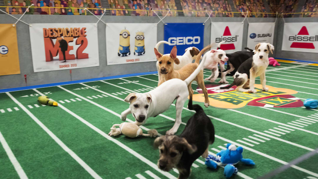 Behind the scenes of The Puppy Bowl