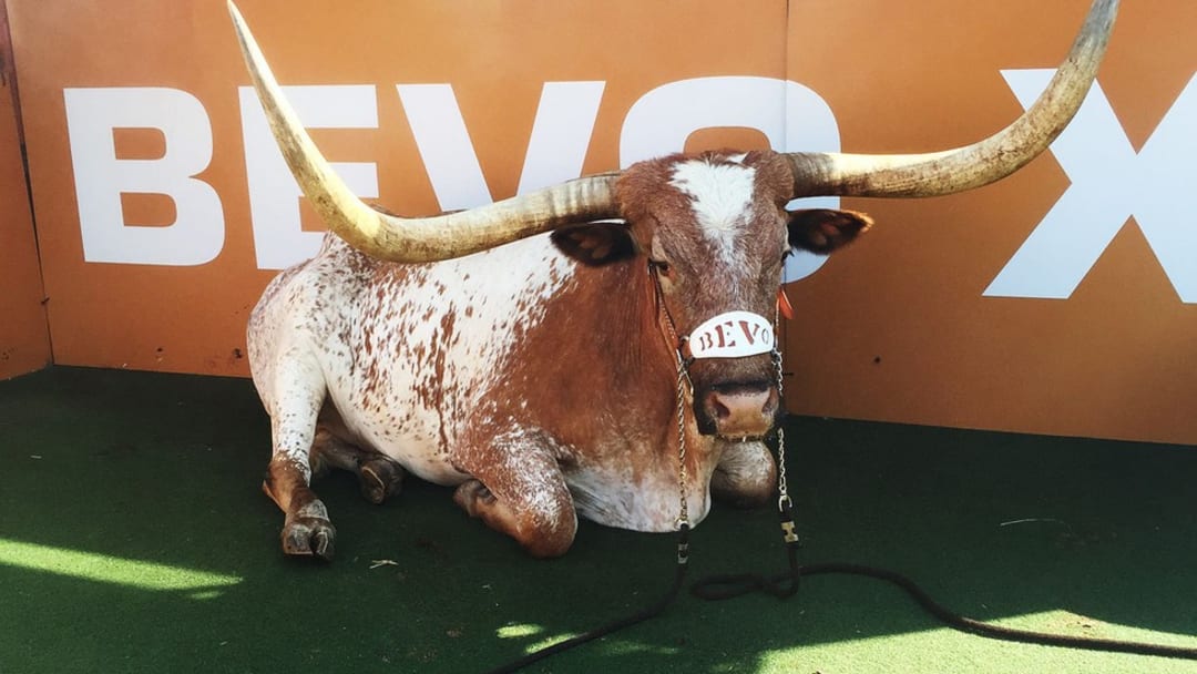 Texas handlers remember Bevo XIV, the calm steer beloved by an entire fan base