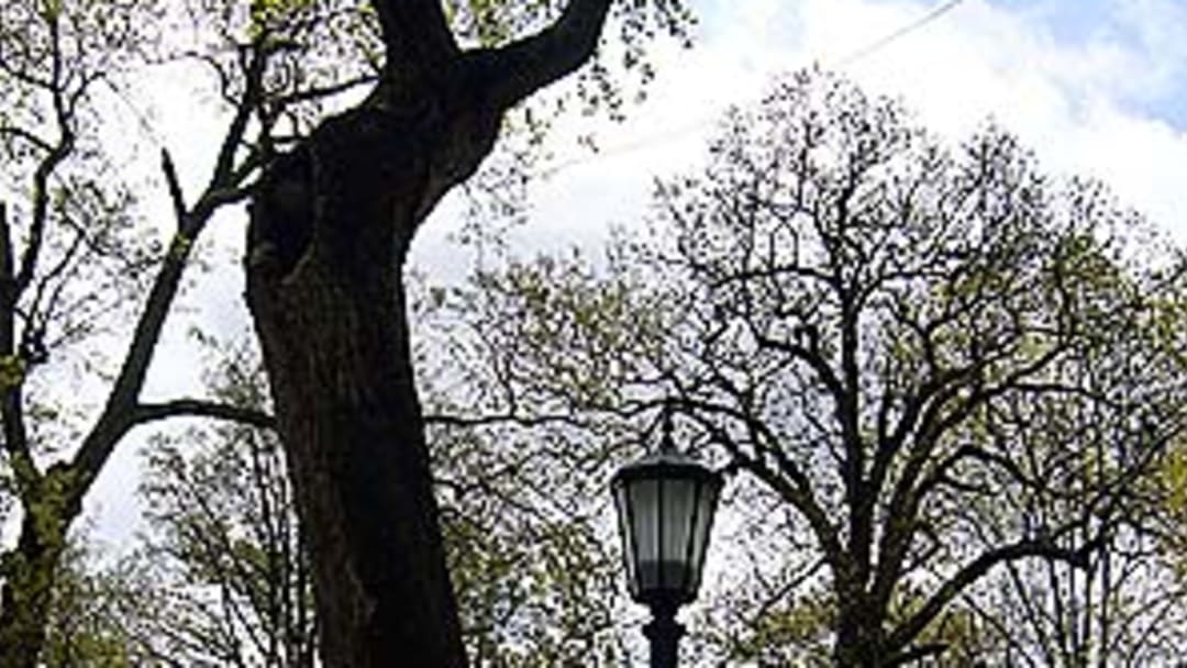 After UNC title win, Franklin Street alive with students and lifers