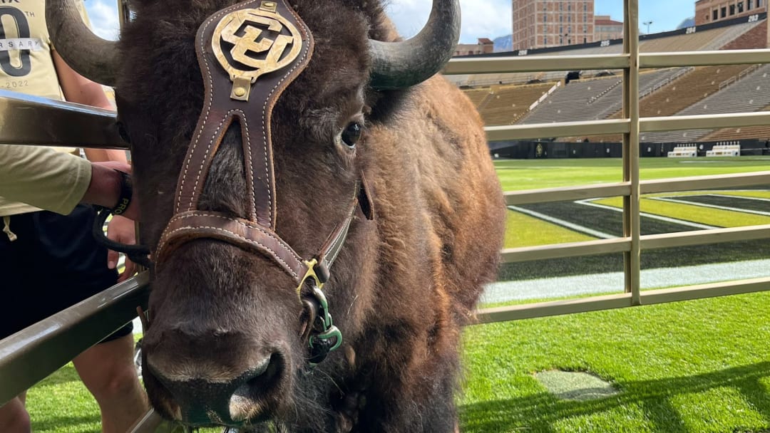 Bob Barker's history with Colorado traced to Ralphie