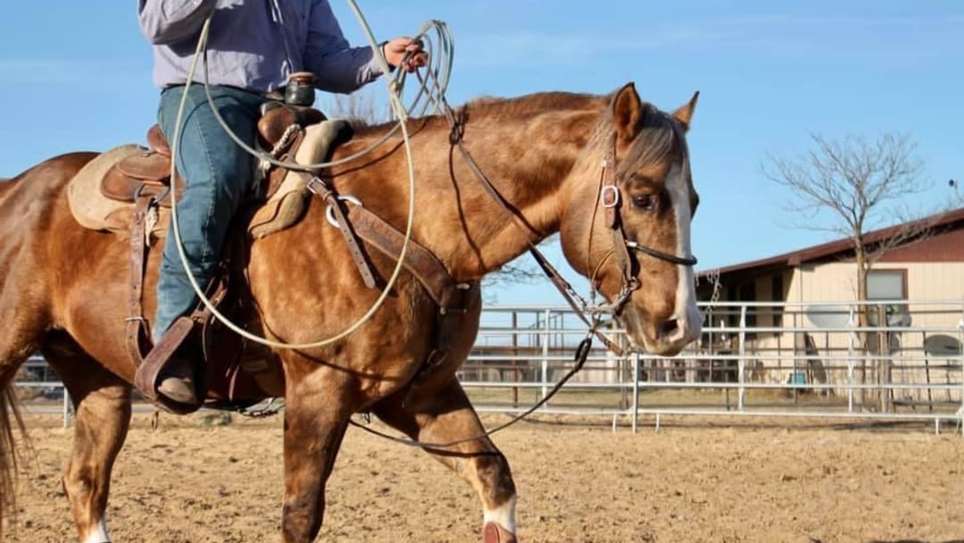 College Cowboy Takes World Cup Team Roping Finals By Storm