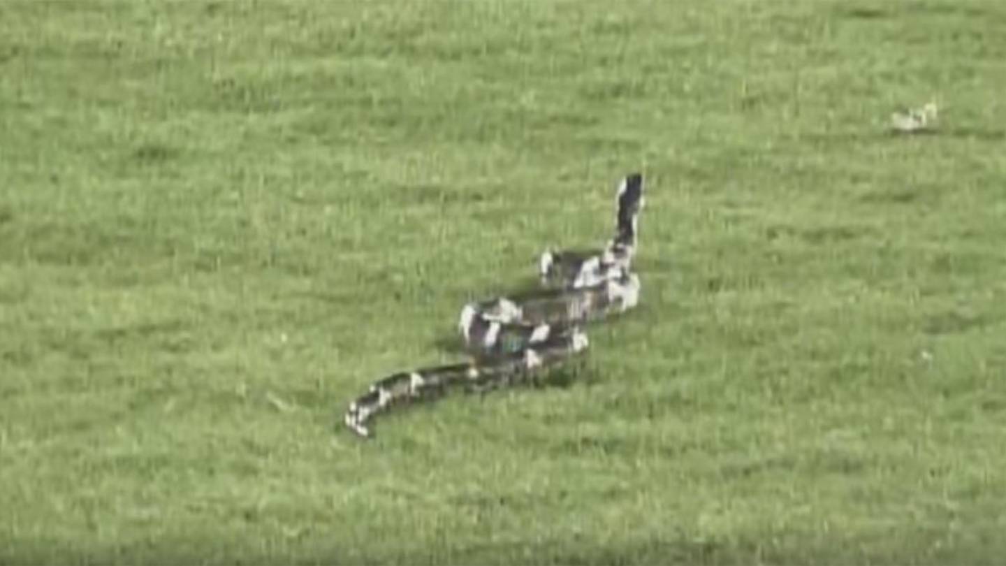 Watch: Snake Sneaks On the Field During Minor League Baseball Game