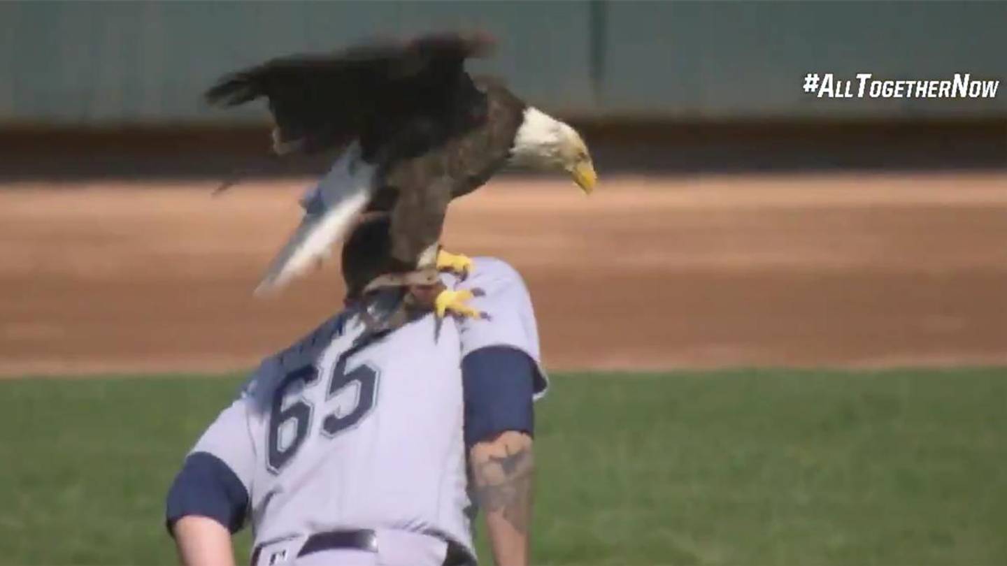 James Paxton: Bald eagle lands on Mariners pitcher (video) - Sports ...