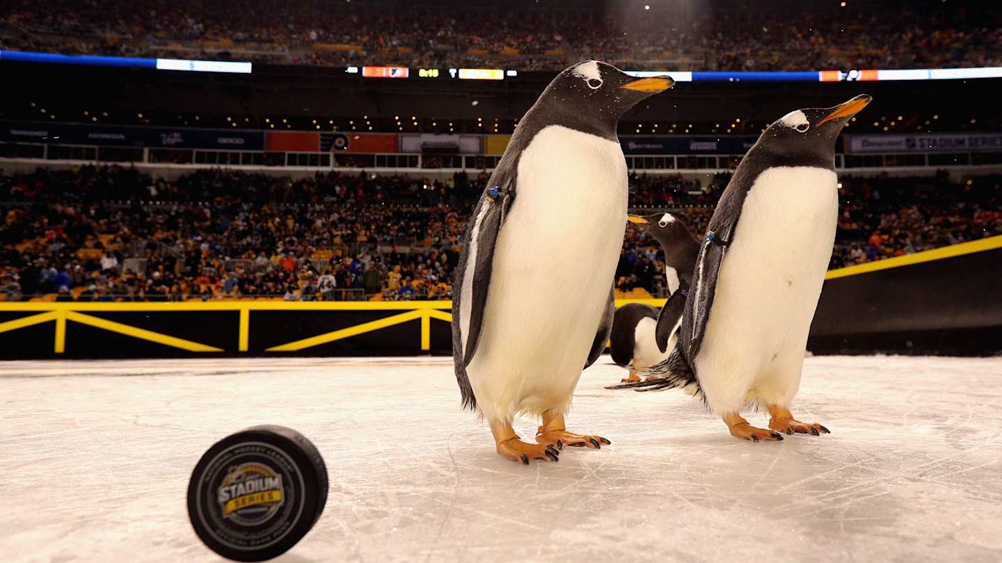 PETA rips NHL's use of penguins before game Sports Illustrated